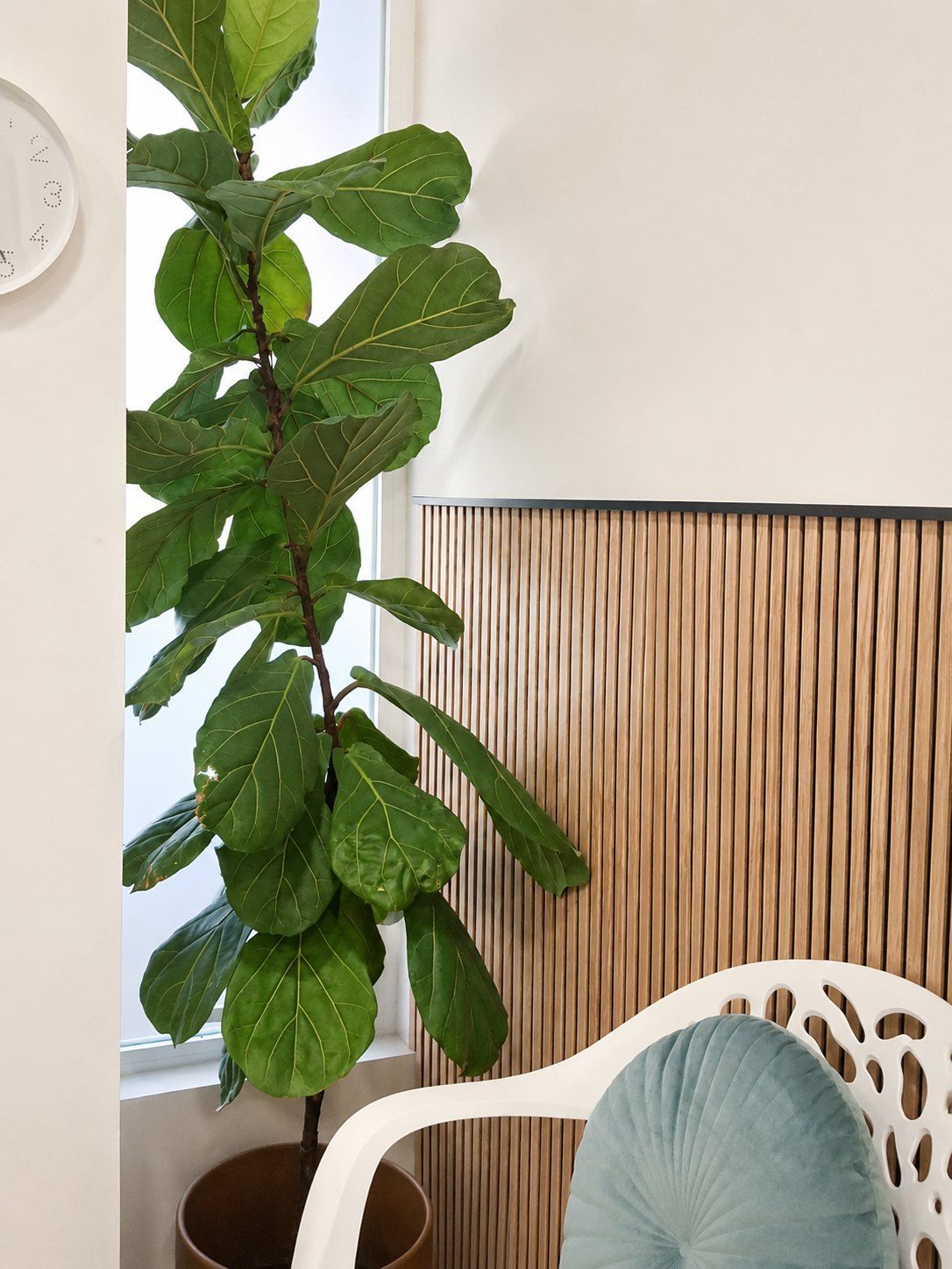 Planta junto a la ventana de la consulta, con luz natural